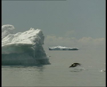 Penguins porpoise. Large iceberg in background.