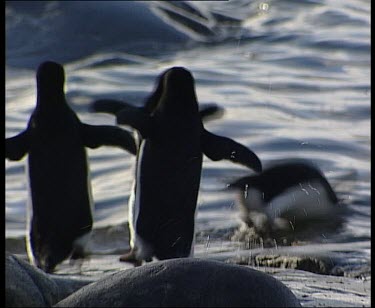 Penguins waddle and dive into the sea.