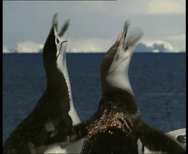 Two penguins calling, flapping wings and shaking heads.