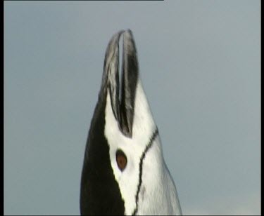 Penguin calling, courtship