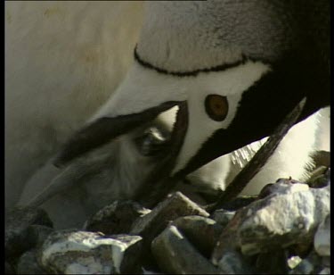 Parent feeding fluffy newborn chick regurgitated food. See chick take strip of meat from parent's beak.