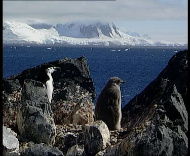 Parent close to chick with vista of snow covered mountains and thick grey cloud in background