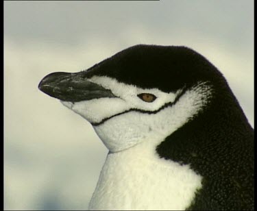 Penguin resting, closing eyes