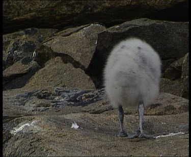 Skua chick walking tentatively on boulders