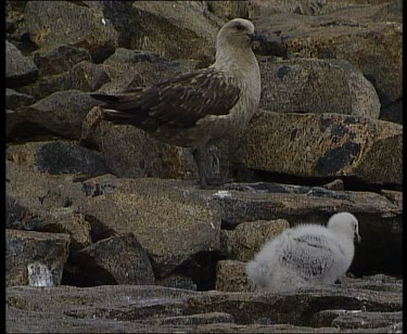 Adult Skua and chick