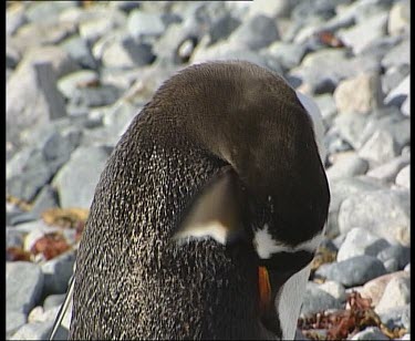 Gentoo preening