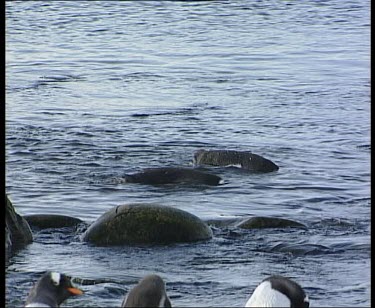 Zoom out. Penguins swimming and hunting for fish