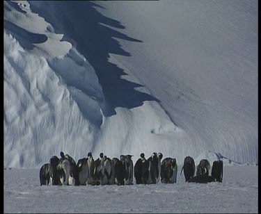 colony rookery of emperor penguins huddle together, majestic snowy mountains in background