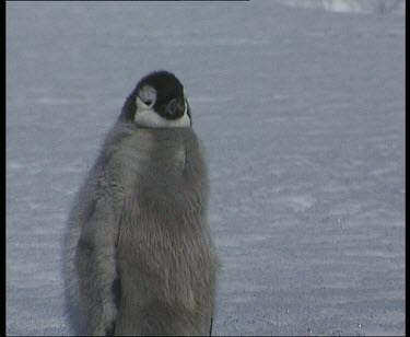 Emperor penguin chick with fluffy soft grey feather coat.