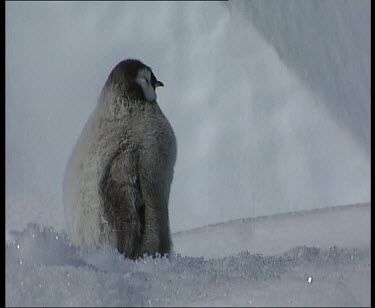 Chick calls and flaps wings and waddles away.