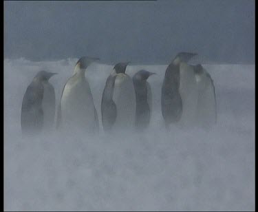 Emperor penguins huddle in blizzard