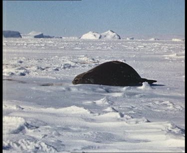 Seal dives into hole in the ice