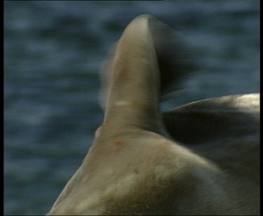 Seal uses flipper to scratch