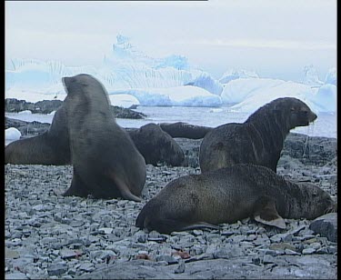 Fur seals on rocky shoreline