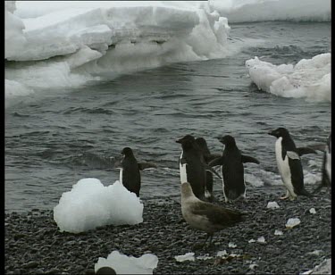 Penguins waddle towards sea, enter water. Skua in foreground.