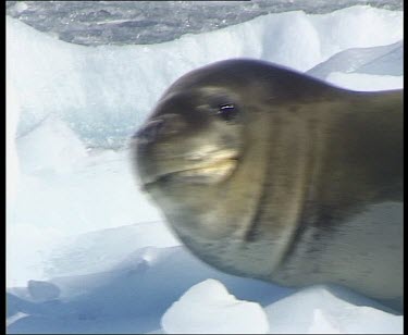 Leopard seal lifts head to look up