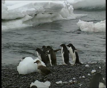 Penguins waddle towards sea, enter water. Skua in foreground.