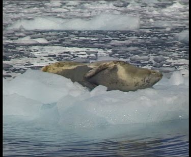 Leopard seal on ice floe floats past.