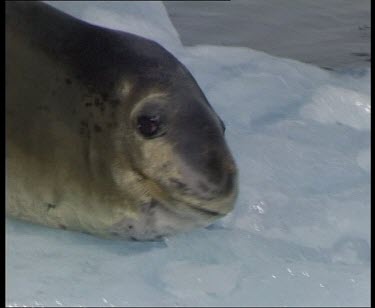 Leopard seal