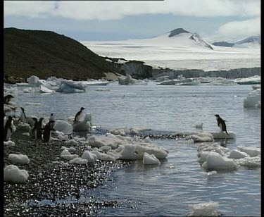 Pan as penguin dives into water and swims rapidly across sea