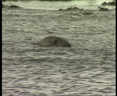 Leopard seal swimming with head above water.