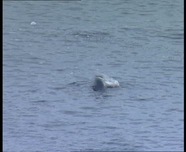 Leopard seal catches penguin and thrashes bird in water to kill it