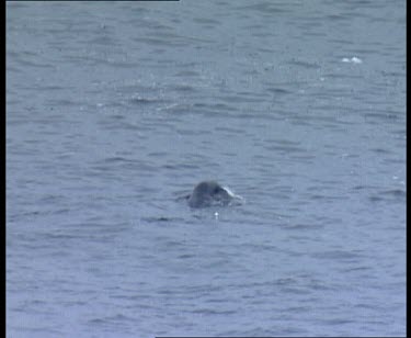 Leopard seal catches penguin and thrashes bird in water to kill it
