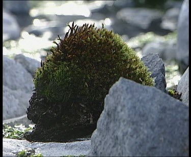 Moss Antarctic vegetation.