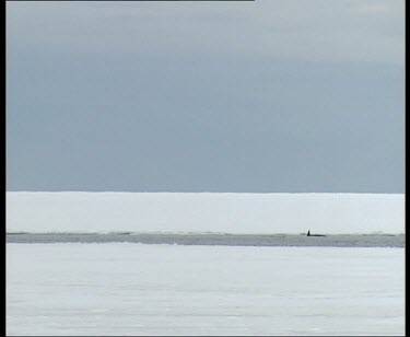 Pod of Minke whales porpoising