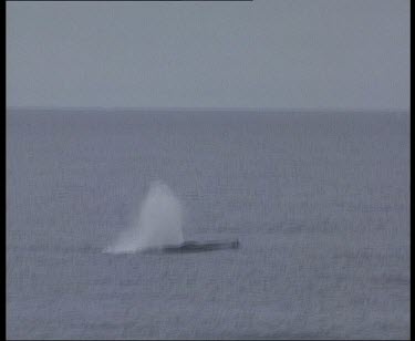 Minke whale breaching