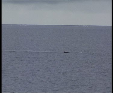 Minke whale blowing and submerging