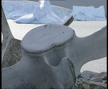 Zoom out. Bleached whale bone on rocky shoreline.