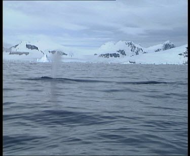 Minke whale blowing and submerging