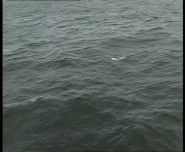 Oceanic Dolphins playing at water's surface as snow falls on sea.