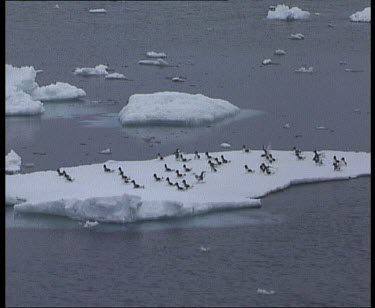 Birds flying off ice floe