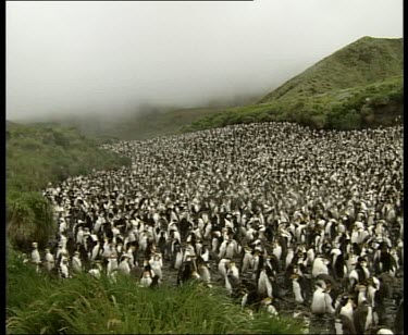 Crowded colony rookery of royal penguins