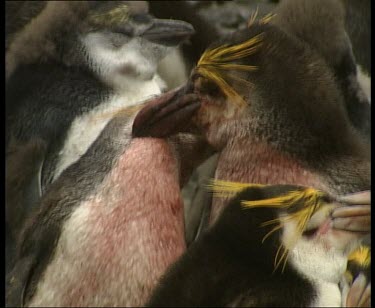 two wounded adults mutual preening