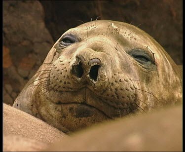 Elephant seal face