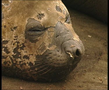 Elephant seal sleeping
