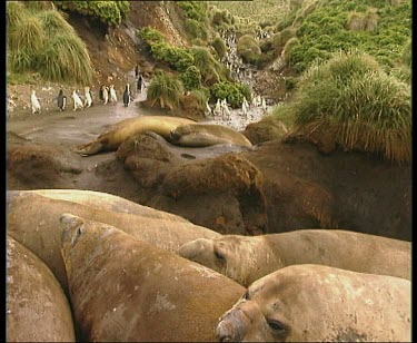 From sleeping elephant seals to marching parade of royal penguins