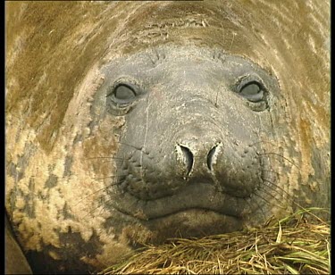 Zoom out, elephant seal looking to camera.