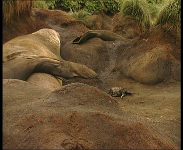 Zoom in on dead royal penguin lying next to elephant seal