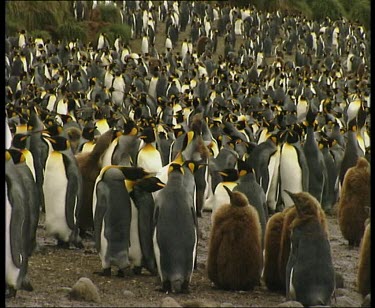 Crowded king penguin rookery colony with chicks in foreground