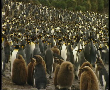 Crowded king penguin rookery colony with chicks in foreground