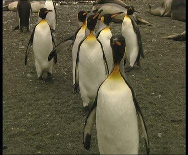 king penguins waddle towards camera