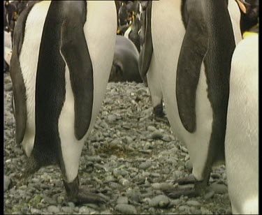 Two king penguins stretching their necks to the sky and calling