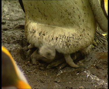 Chicks nesting on adults feet