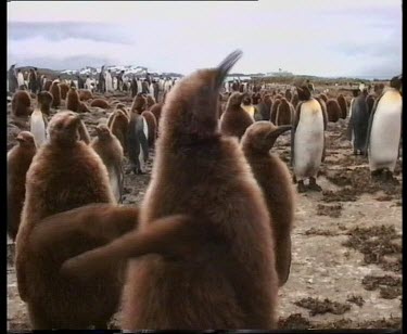 Chicks flapping wings