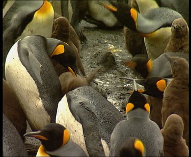 Adults peck chick into place. Send Chick running to safety of nursery with other chicks