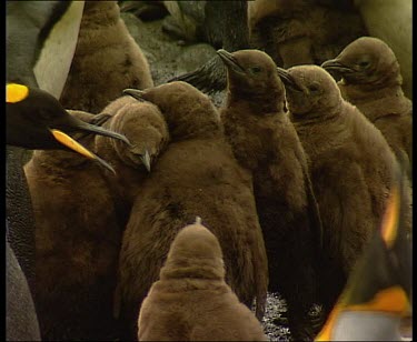 Chicks in nursery huddle together